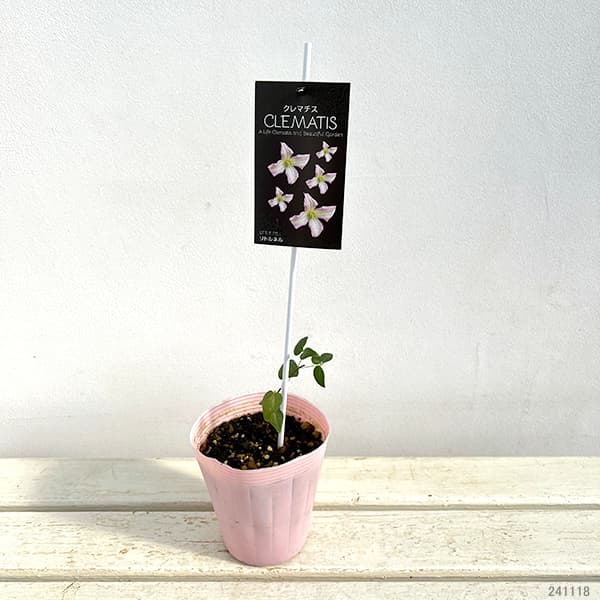 クレマチス：リトルネル4号ロングポット（ビチセラ系）*