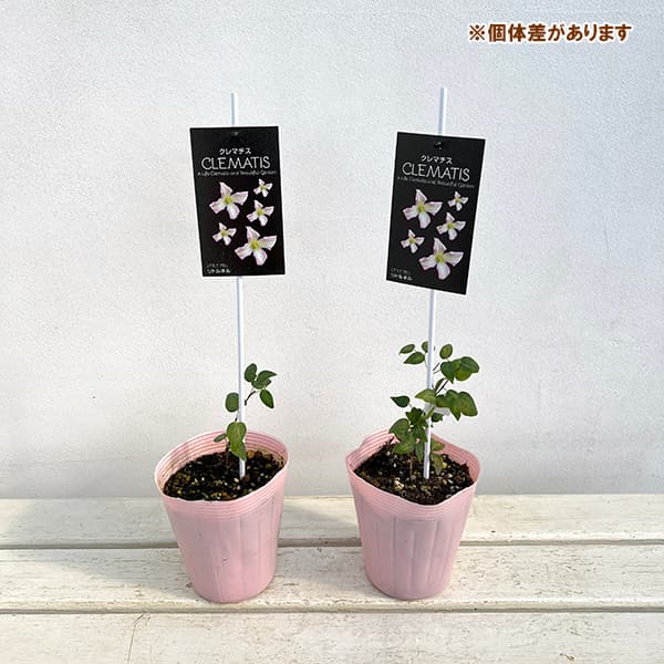 クレマチス：リトルネル4号ロングポット（ビチセラ系）*