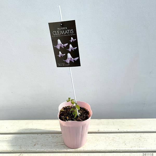 クレマチス：ベティー　コーニング4号ロングポット（ビチセラ系）