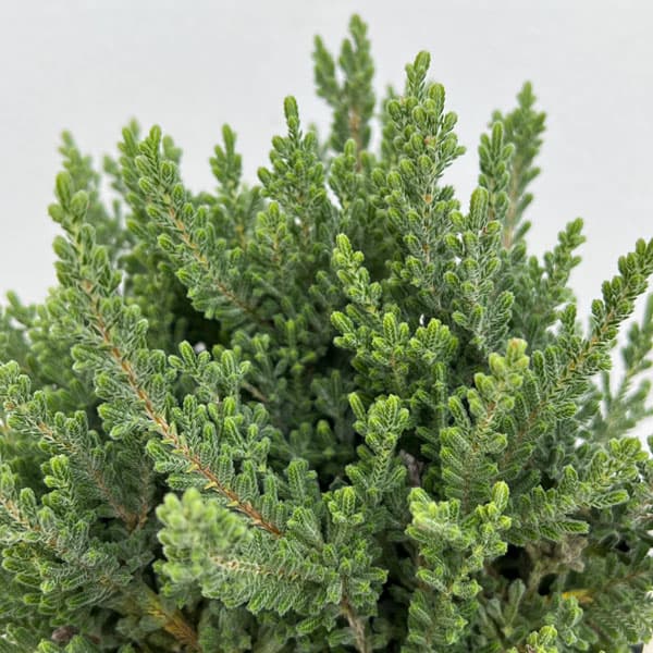 カルーナ：ベルベットファシネーション（Velvet Fascination）3.5号ポット