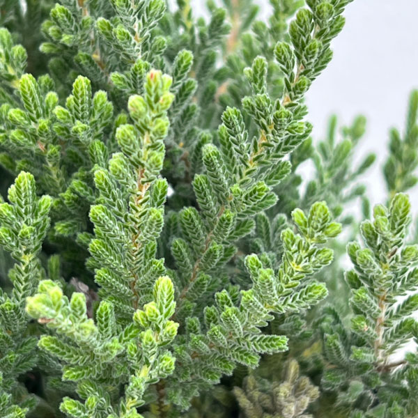 カルーナ：ベルベットファシネーション（Velvet Fascination）3.5号ポット