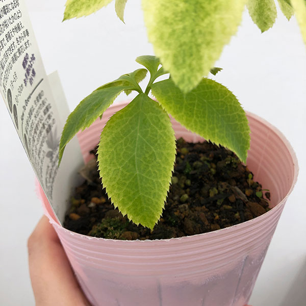 園芸ネット本店｜松村ナーセリーさんのクリスマスローズ：月白