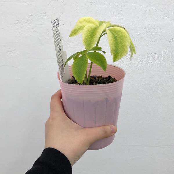 園芸ネット本店｜松村ナーセリーさんのクリスマスローズ：月白