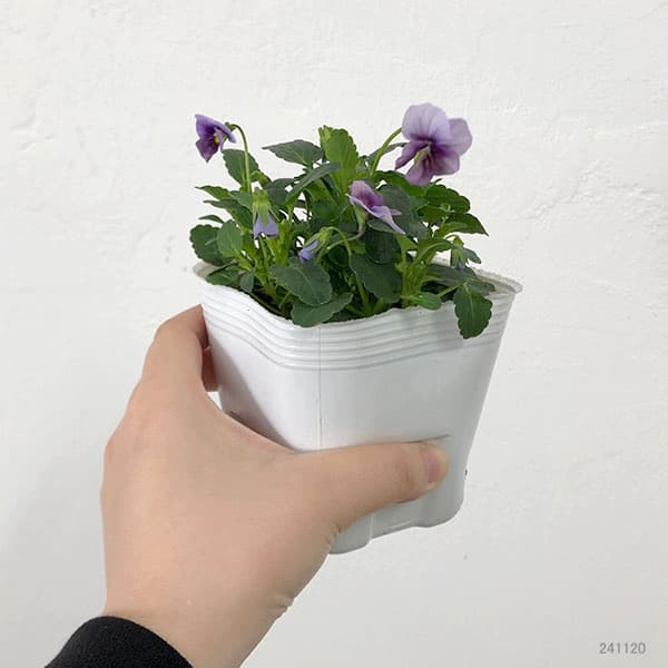 【お1人様1ポット】ビオラ：藍月（あいづき）3.5号ポット