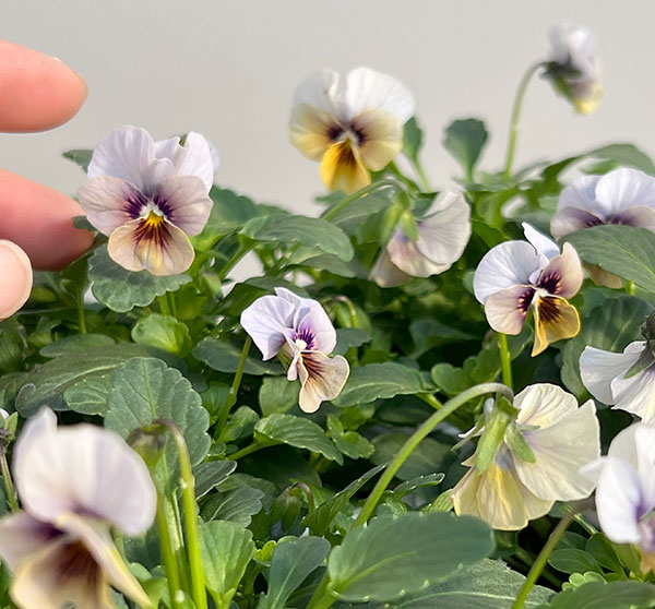 ビオラ:藍月(あいづき)3.5号ポット 6株セット