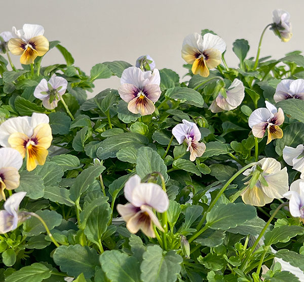 ビオラ:藍月(あいづき)3.5号ポット 6株セット