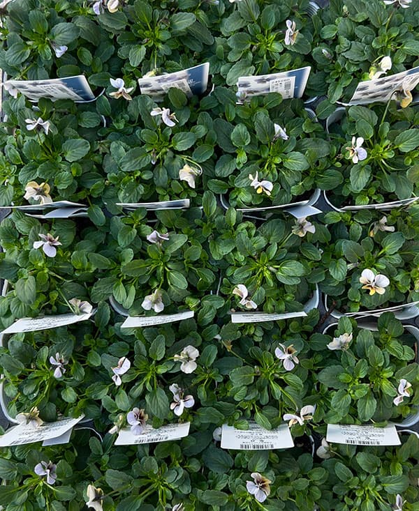 ビオラ:藍月(あいづき)3.5号ポット 6株セット