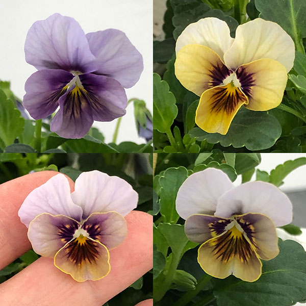 【お1人様1ポット】ビオラ：藍月（あいづき）3.5号ポット