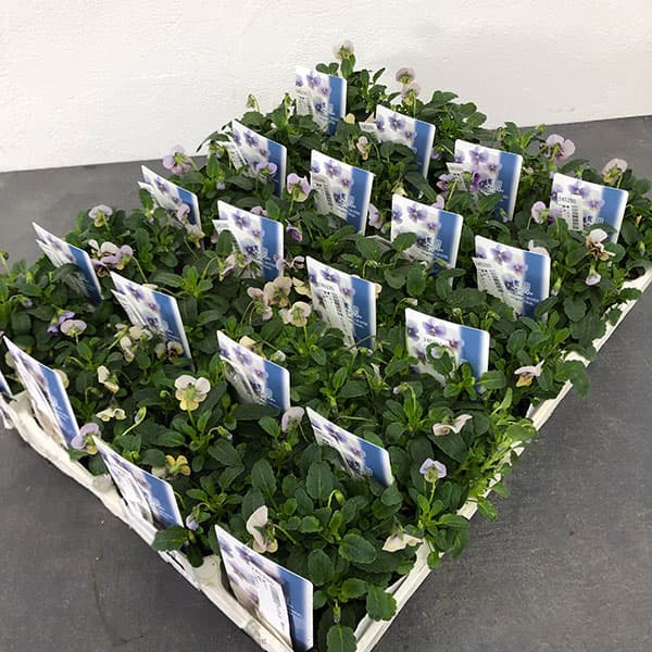 【お1人様1ポット】ビオラ：藍月（あいづき）3.5号ポット