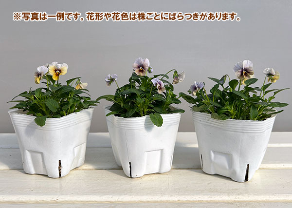 ビオラ:藍月(あいづき)3.5号ポット 6株セット