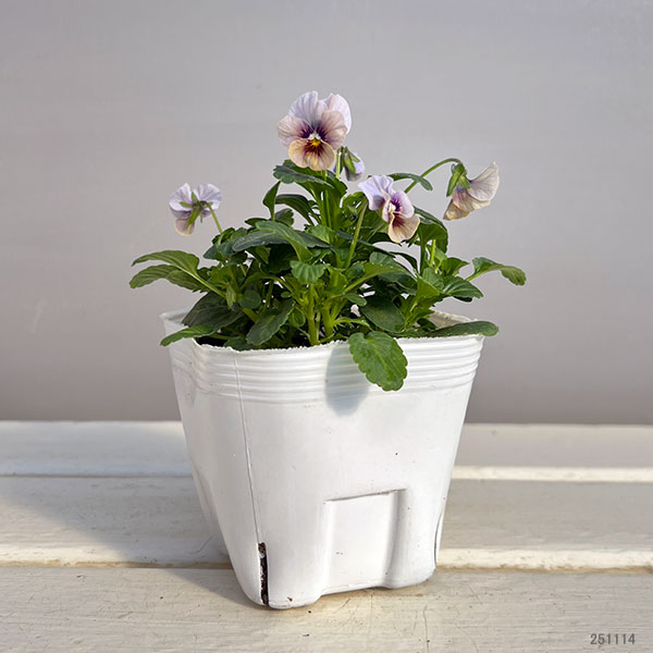 ビオラ:藍月(あいづき)3.5号ポット 6株セット