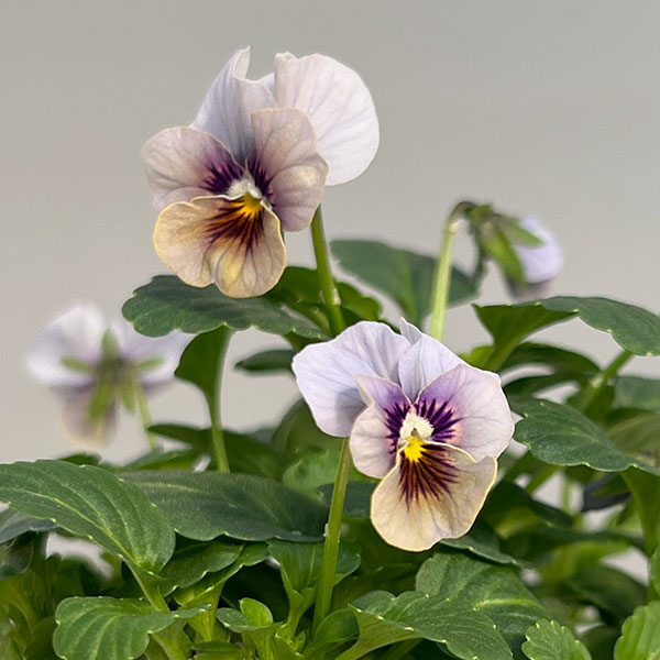 ビオラ:藍月(あいづき)3.5号ポット 6株セット