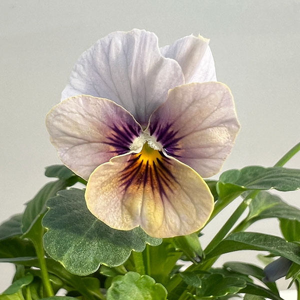 ビオラ:藍月(あいづき)3.5号ポット 6株セット