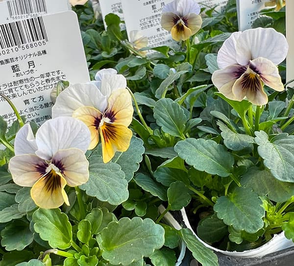 ビオラ:藍月(あいづき)3.5号ポット 6株セット