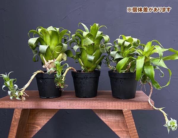 ネオレゲリア:ムーレアナ 3.5号鉢植え