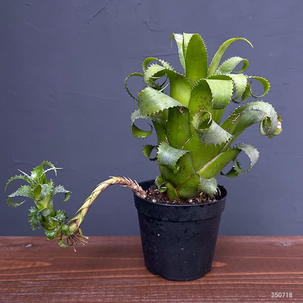 ネオレゲリア:ムーレアナ 3.5号鉢植え