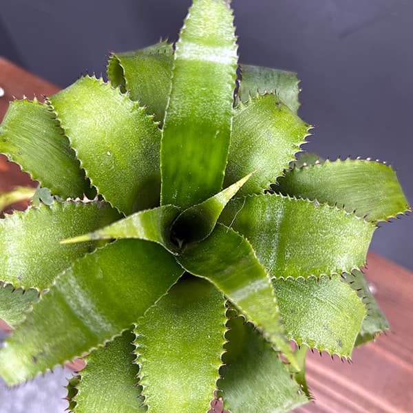 ネオレゲリア:ムーレアナ 3.5号鉢植え