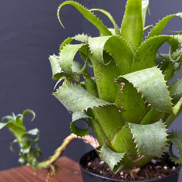 ネオレゲリア:ムーレアナ 3.5号鉢植え