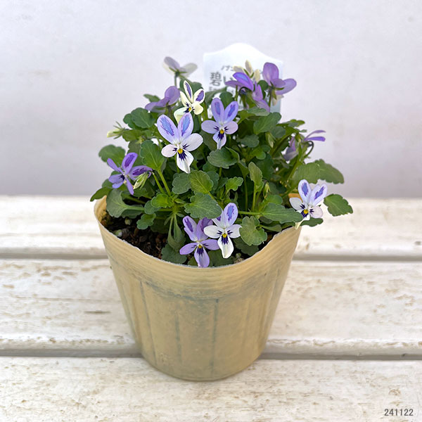 【お1人様1ポット】ビオラ：碧いうさぎ3-3.5号ポット