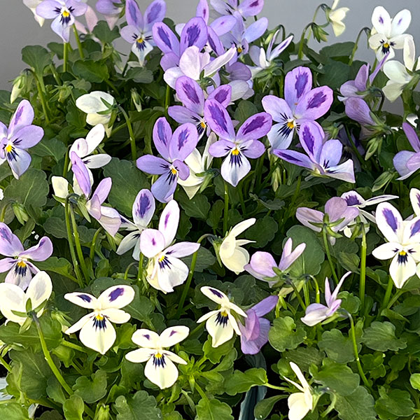 【お1人様1ポット】ビオラ：碧いうさぎ3-3.5号ポット