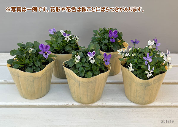 【お1人様1ポットまで】ビオラ:碧いうさぎ3-3.5号ポット