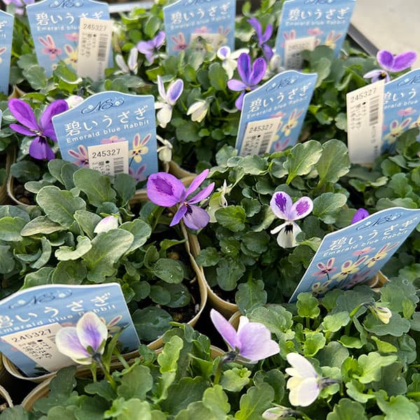【お1人様1ポットまで】ビオラ:碧いうさぎ3-3.5号ポット