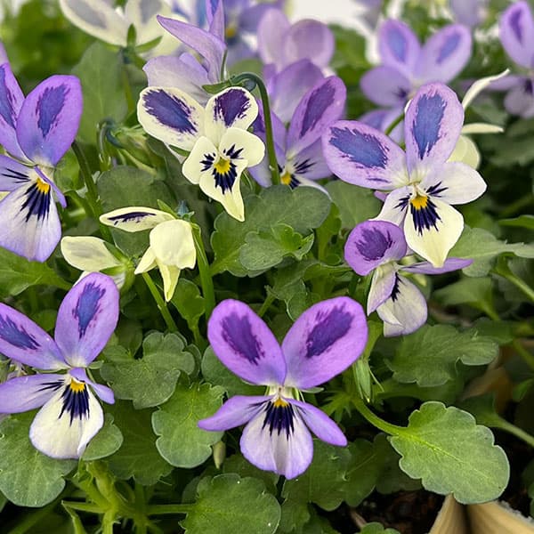 【お1人様1ポット】ビオラ：碧いうさぎ3-3.5号ポット