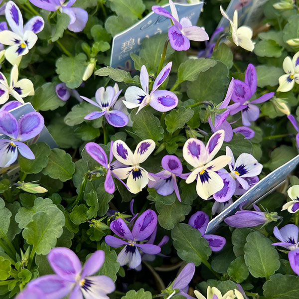 【お1人様1ポット】ビオラ：碧いうさぎ3-3.5号ポット