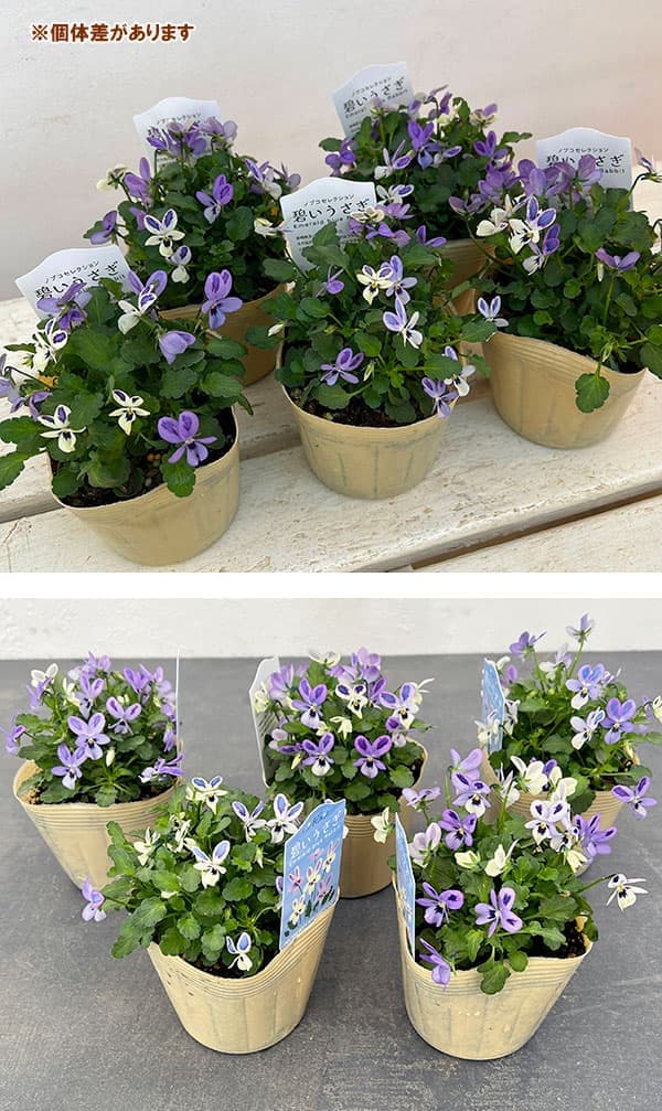 【お1人様1ポット】ビオラ：碧いうさぎ3-3.5号ポット