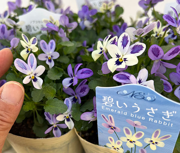 【お1人様1ポット】ビオラ：碧いうさぎ3-3.5号ポット