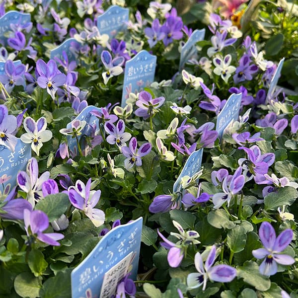 【お1人様1ポット】ビオラ：碧いうさぎ3-3.5号ポット