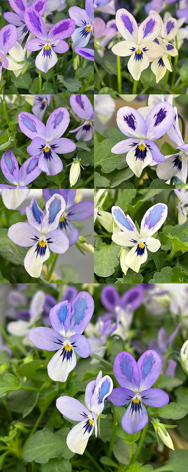 【お1人様1ポット】ビオラ：碧いうさぎ3-3.5号ポット