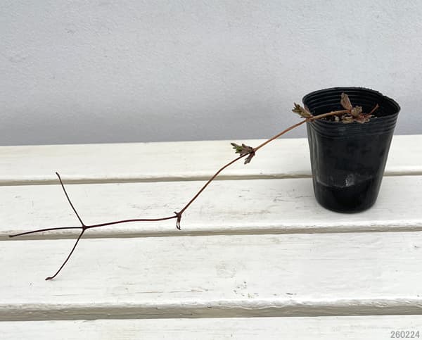 クレマチス：マジックファウンテン2.5号ポット（早咲大輪）