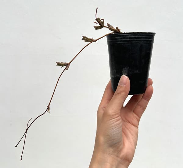 クレマチス：マジックファウンテン2.5号ポット（早咲大輪）