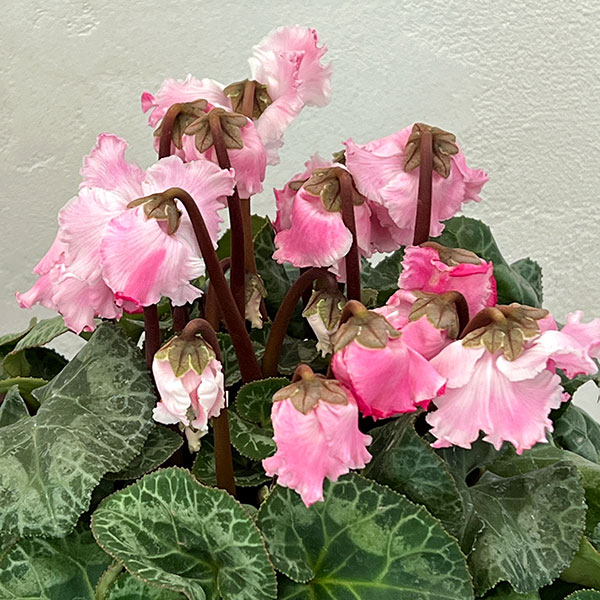 シクラメン：プリンセス　マリアージュ（ピンク系）4号鉢植え