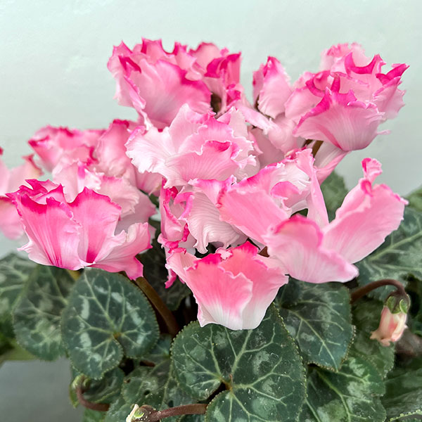 シクラメン：プリンセス　マリアージュ（ピンク系）4号鉢植え