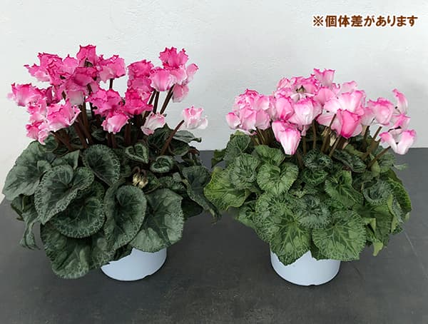 [ギフトに]シクラメン：プリンセス　マリアージュ（ローズ系）5号鉢植えBRカゴ入
