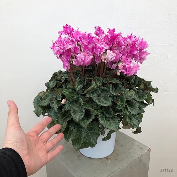 [ギフトに]シクラメン：ラビリンス（ローズ系）5号鉢植えBRカゴ入