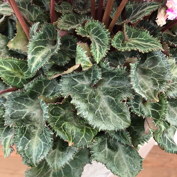 [ギフトに]シクラメン：ラビリンス（ローズ系）5号鉢植えBRカゴ入