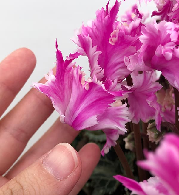 [ギフトに]シクラメン：ラビリンス（ローズ系）5号鉢植えBRカゴ入