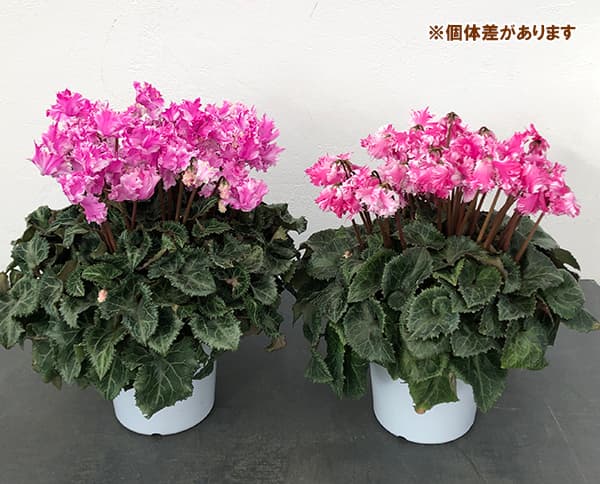 [ギフトに]シクラメン：ラビリンス（ローズ系）5号鉢植えBRカゴ入