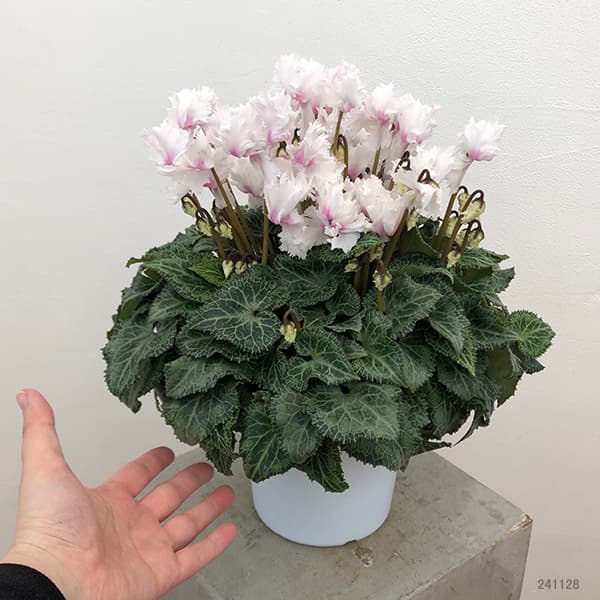 [ギフトに]シクラメン：ラビリンス（ホワイト系）5号鉢植えBRカゴ入