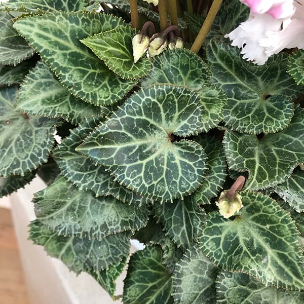 [ギフトに]シクラメン：ラビリンス（ホワイト系）5号鉢植えBRカゴ入