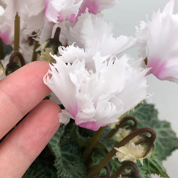 [ギフトに]シクラメン：ラビリンス（ホワイト系）5号鉢植えBRカゴ入