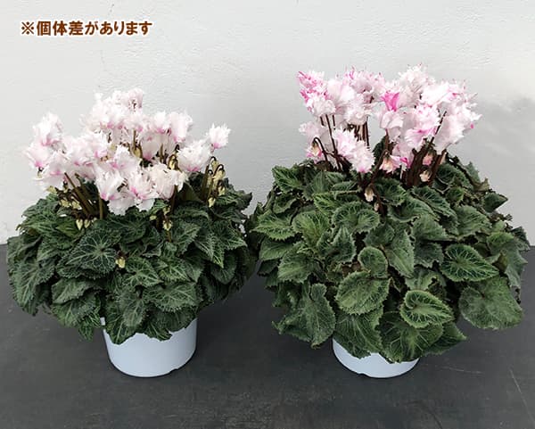 [ギフトに]シクラメン：ラビリンス（ホワイト系）5号鉢植えBRカゴ入