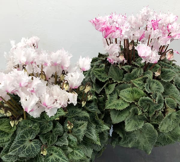 [ギフトに]シクラメン：ラビリンス（ホワイト系）5号鉢植えBRカゴ入