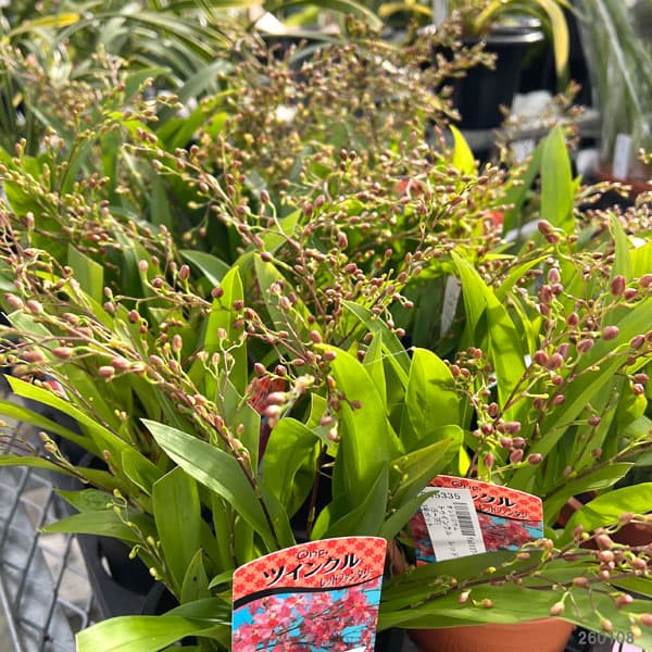 オンシジウム:トゥインクル レッドファンタジー(5~7F)3号ポット