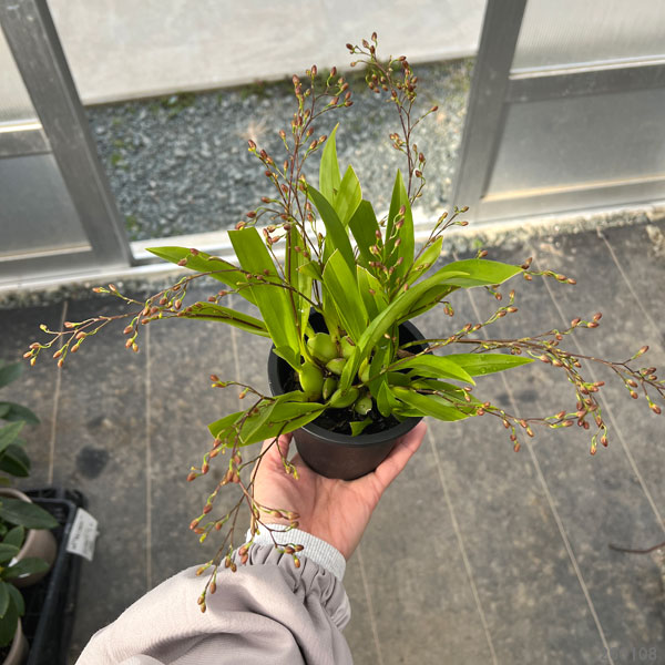 オンシジウム:トゥインクル レッドファンタジー(5~7F)3号ポット