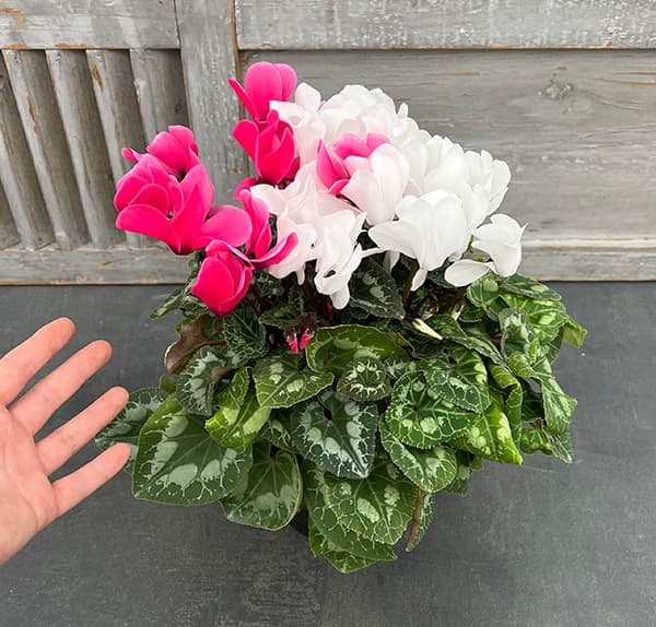 版画　シクラメン 園芸ネット本店｜シクラメン：2色植え（ピンク＆ホワイト）5号鉢植え