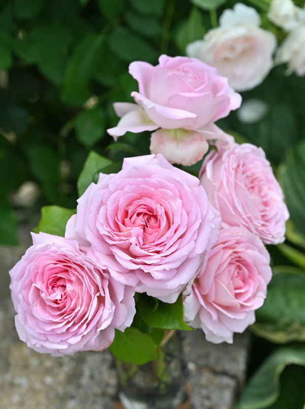 デルバールローズ：アローム・ディヴァン大苗6号角鉢植え